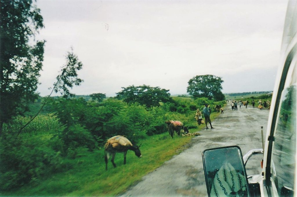 Goats at the side of the road, so much greenery!