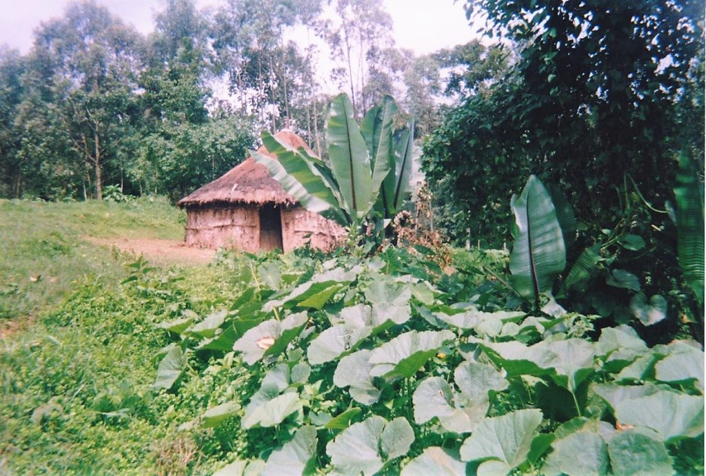 A hut amongst a lot of trees