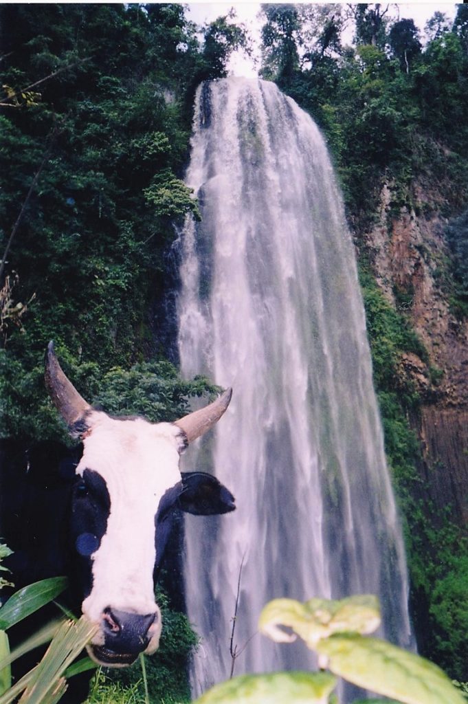 A cow facing the camera with a waterfall in the background