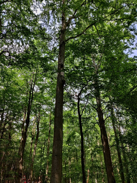 Eifel natural park - trees