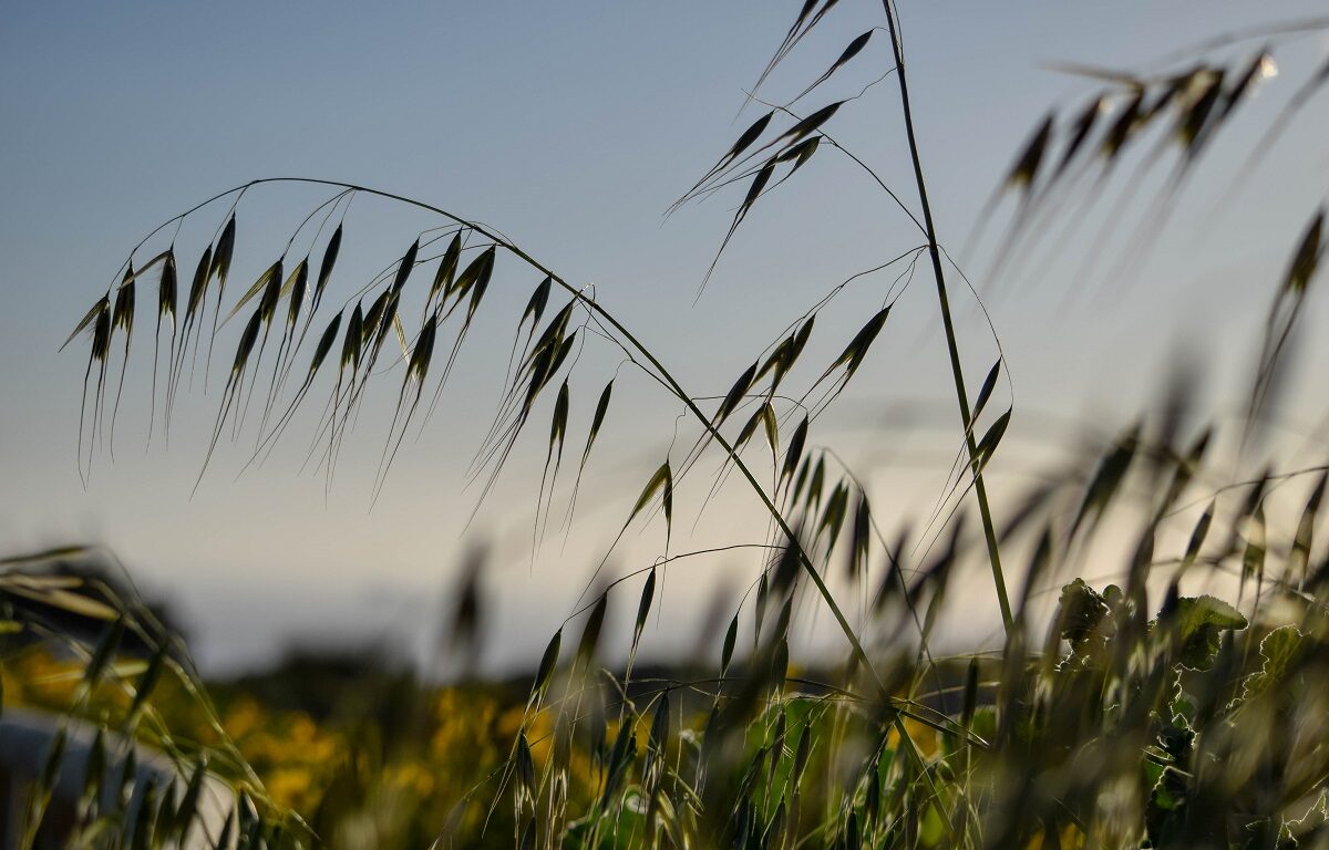 Malta countryside