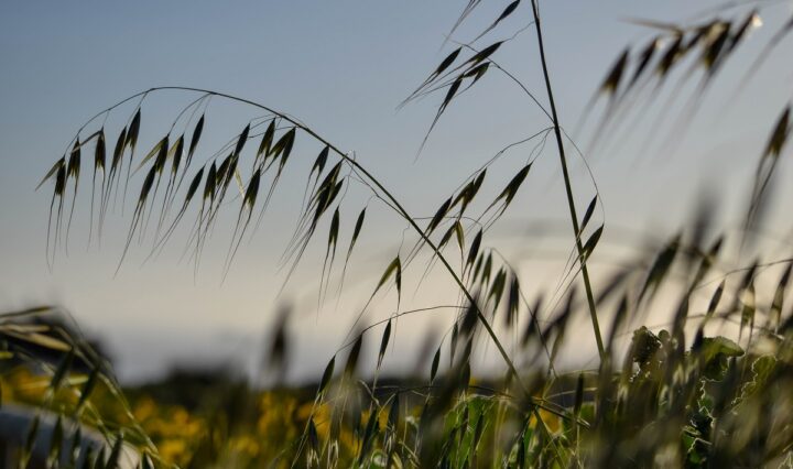 Malta countryside